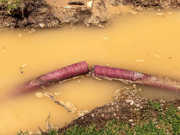 Best Carpet water damage restoration  in Clawson, MI